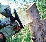 Best Emergency Tree Removal  in Mayfield, KY