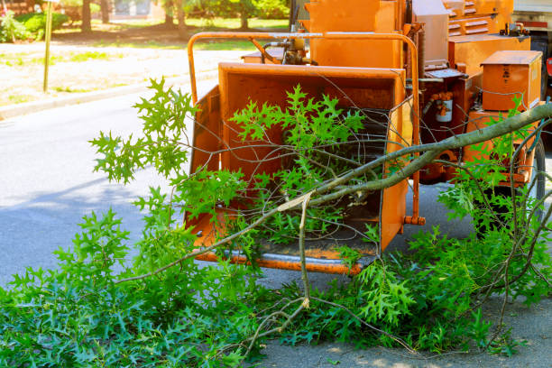 Reliable Mayfield, KY Tree Services Solutions