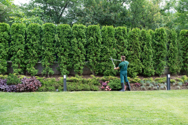  Mayfield, KY Tree Services Pros