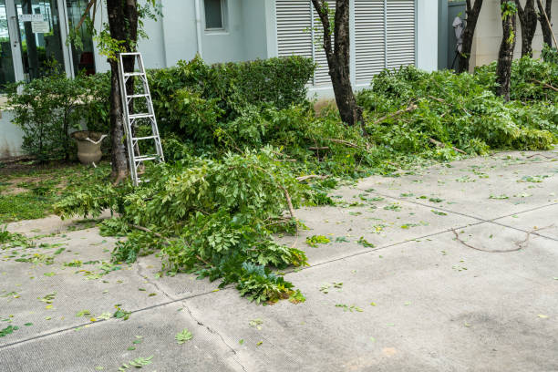 Best Utility Line Clearance  in Mayfield, KY