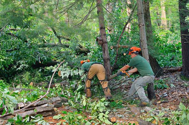 Best Tree Preservation Services  in Mayfield, KY