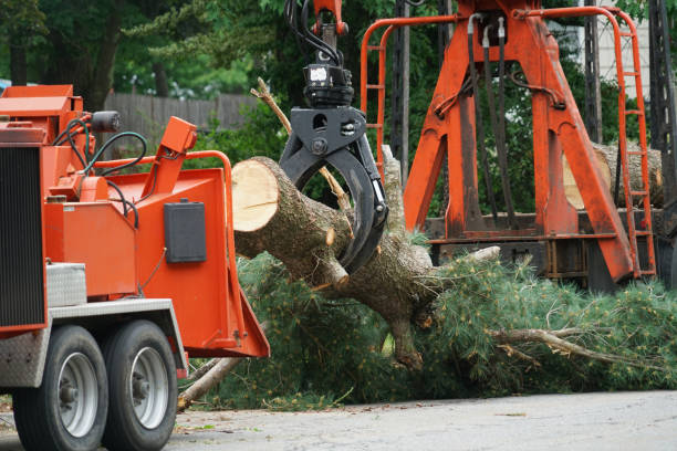 Best Tree Mulching  in Mayfield, KY