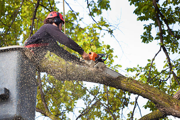 Best Tree Maintenance Programs  in Mayfield, KY